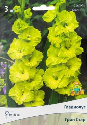 Гладиолус Грин Стар – фото 9