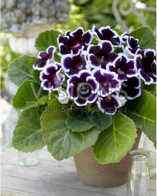 Глоксиния Кайзер Вильгельм – фото 1