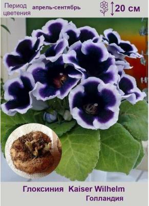 Глоксиния Кайзер Вильгельм – фото 8