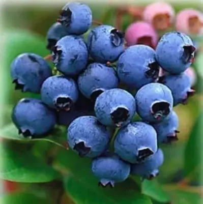 Голубика Спартан – фото 15