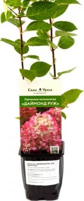 Гортензия Даймонд Руж – фото 1