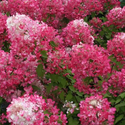 Гортензия Даймонд Руж – фото 3