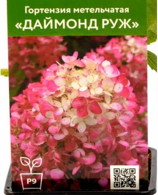 Гортензия Даймонд Руж – фото 11