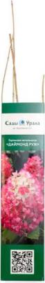 Гортензия Даймонд Руж – фото 13