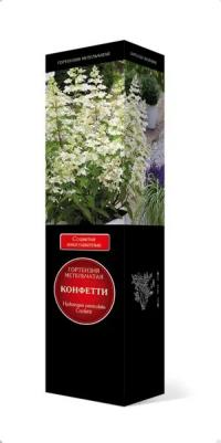 Гортензия метельчатая Конфетти