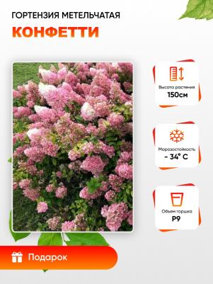 Гортензия метельчатая Конфетти – фото 12
