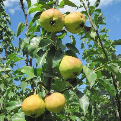 Груша Обыкновенная Детская – фото 5