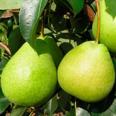 Груша Обыкновенная Детская – фото 14