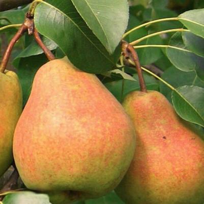 Груша Обыкновенная Детская – фото 15