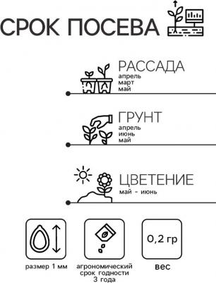 Гвоздика Индийский ковер – фото 2