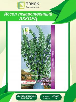 Иссоп Аккорд лекарственный – фото 16