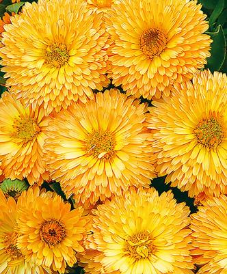 Календула Абрикос – фото 3