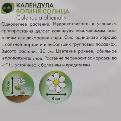 Календула Богиня солнца – фото 2