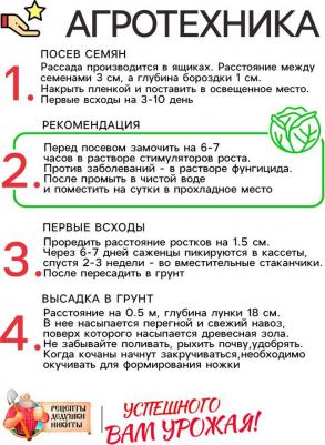 Капуста белокочанная Белорусская 455 – фото 1