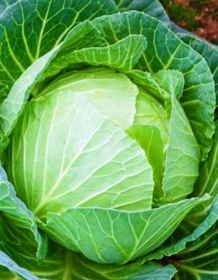 Капуста белокочанная Белорусская 455 – фото 20