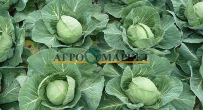 Капуста белокочанная Грин Флэш – фото 3
