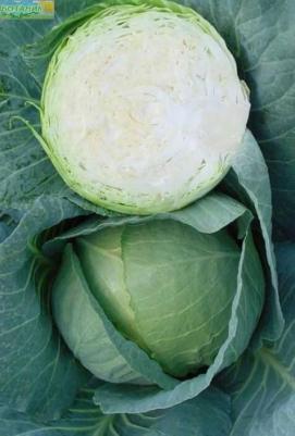 Капуста белокочанная Лосиноостровская 8 – фото 9