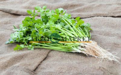 Кориандр Карибе – фото 1