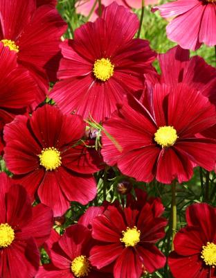 Космея Огонь