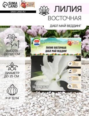 Лилия Восточная – фото 2