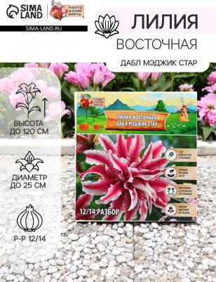 Лилия Восточная – фото 11