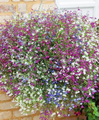 Лобелия Каскадная – фото 11