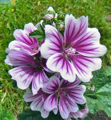 Мальва Зебрина