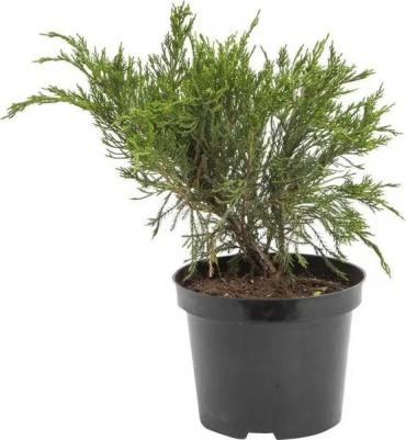 Можжевельник Минт джулеп – фото 11