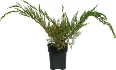 Можжевельник Минт джулеп – фото 14