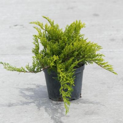 Можжевельник Тамарисцифолия – фото 15