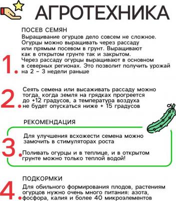 Огурец Балконный – фото 4