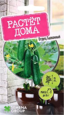 Огурец Балконный – фото 5