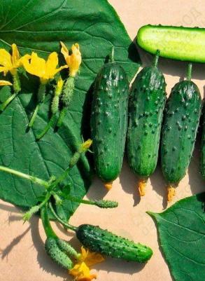 Огурец Балконный – фото 7