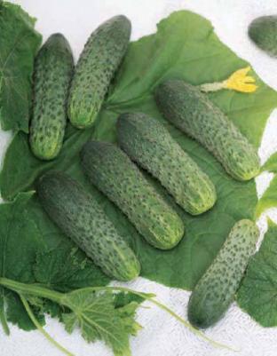 Огурец Экипаж – фото 3