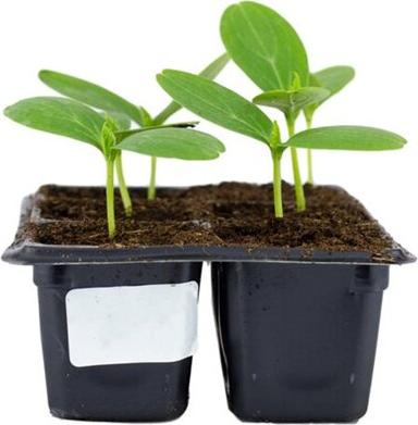 Огурец Экипаж – фото 7