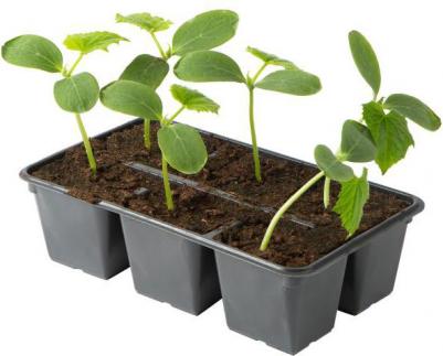 Огурец Экипаж – фото 9