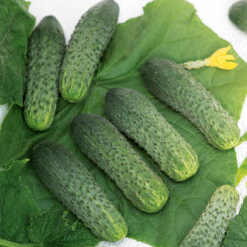 Огурец Экипаж – фото 13