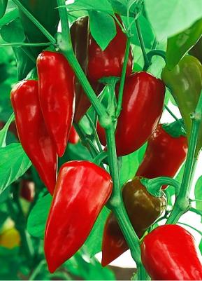 Перец сладкий Классика – фото 2