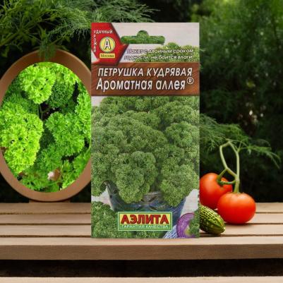 Петрушка Ароматная аллея кудрявая – фото 4
