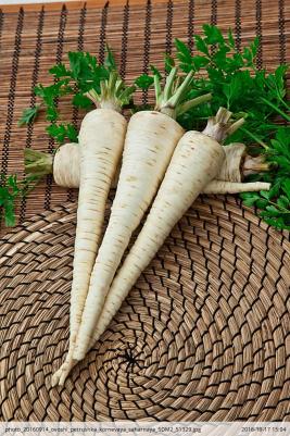 Петрушка корневая Сахарная – фото 19