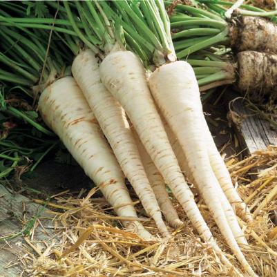 Петрушка корневая Сахарная – фото 20