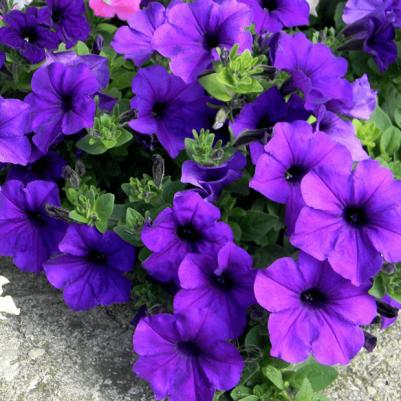 Петуния Альдерман – фото 3