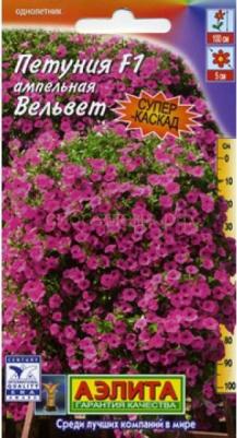 Петуния Вельвет – фото 14