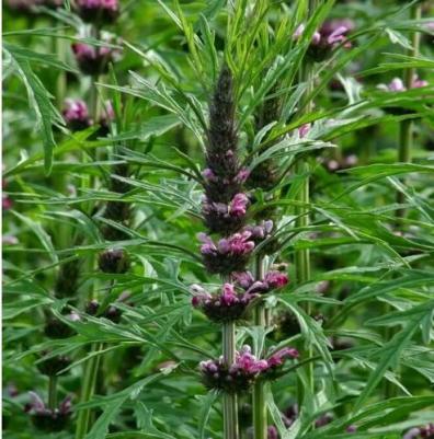 Пустырник сердечный Самарский