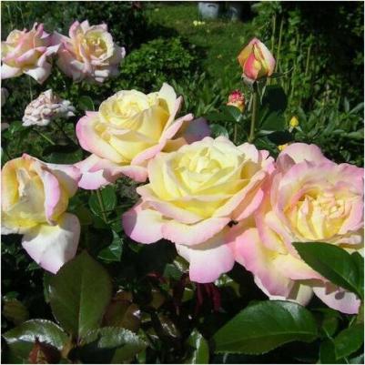 Роза чайно-гибридная Глория Дей – фото 17