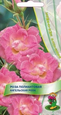 Роза полиантовая Ангельская роза – фото 4