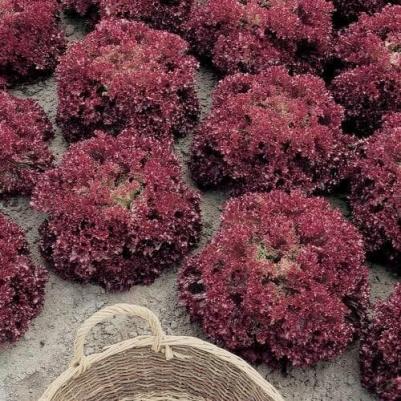 Салат Гранатовые кружева – фото 5