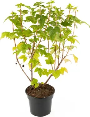 Смородина черная Катюша – фото 5