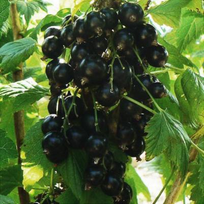 Смородина черная Катюша – фото 12