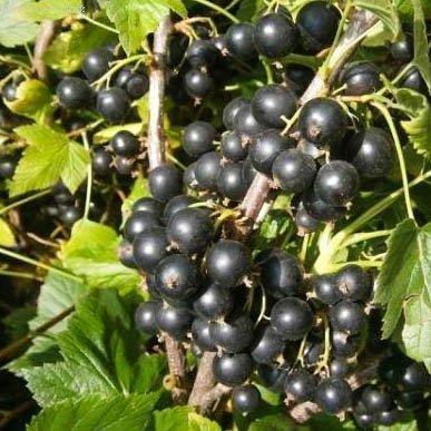 Смородина черная Катюша – фото 14